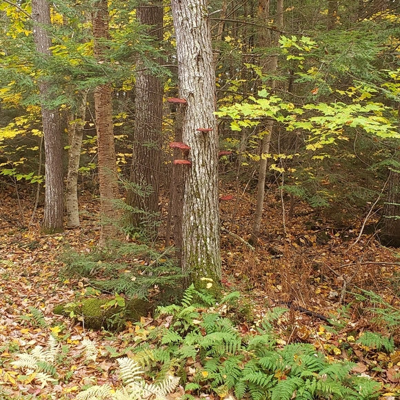 🍂Fall at the feet of Beauty - Picture 6 of 12